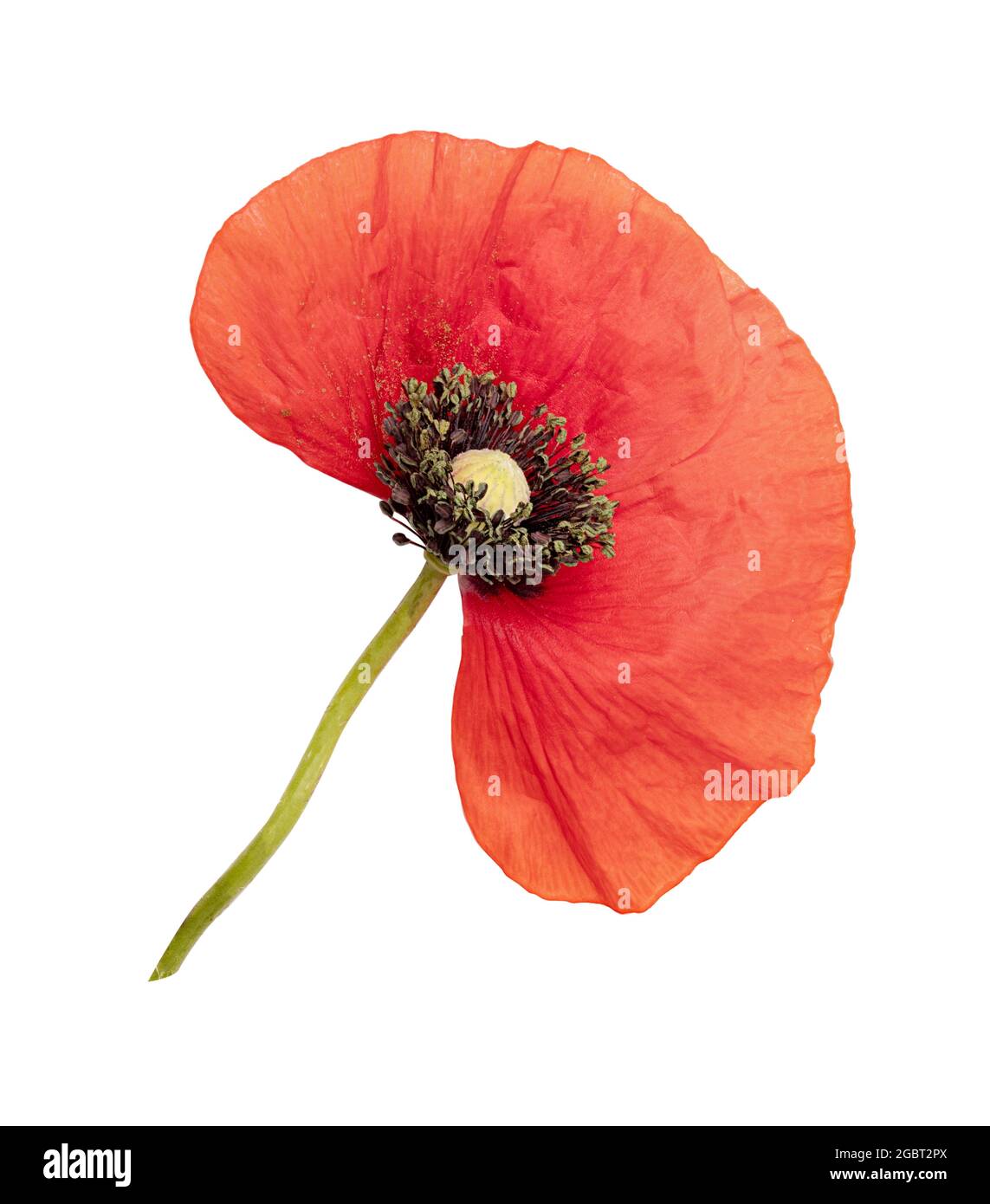 Red poppy isolated on white background. Clipping path Stock Photo - Alamy