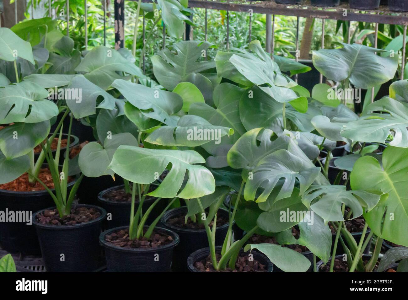 Monstera deliciosa or split-leaf philodendron in a pot, stock photo ...