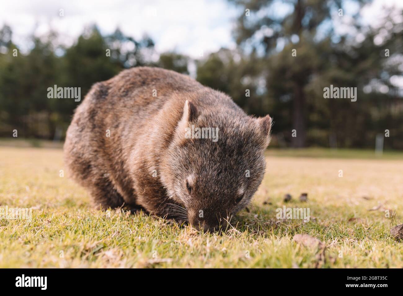 Common Wombat eating grass in a field Stock Photo - Alamy