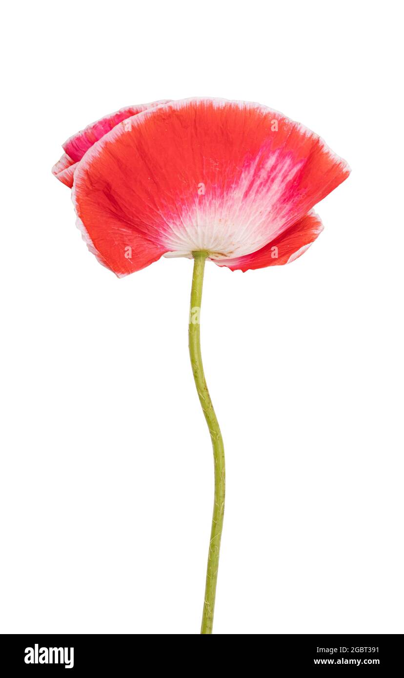 Red poppy isolated on white background. Clipping path Stock Photo - Alamy