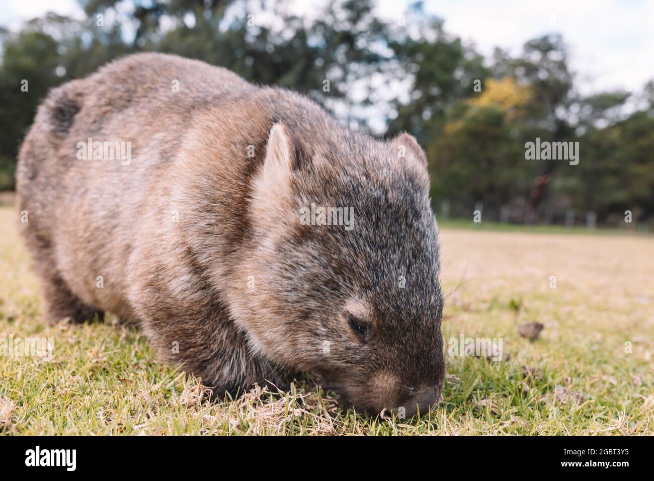 Common Wombat eating grass in a field Stock Photo - Alamy