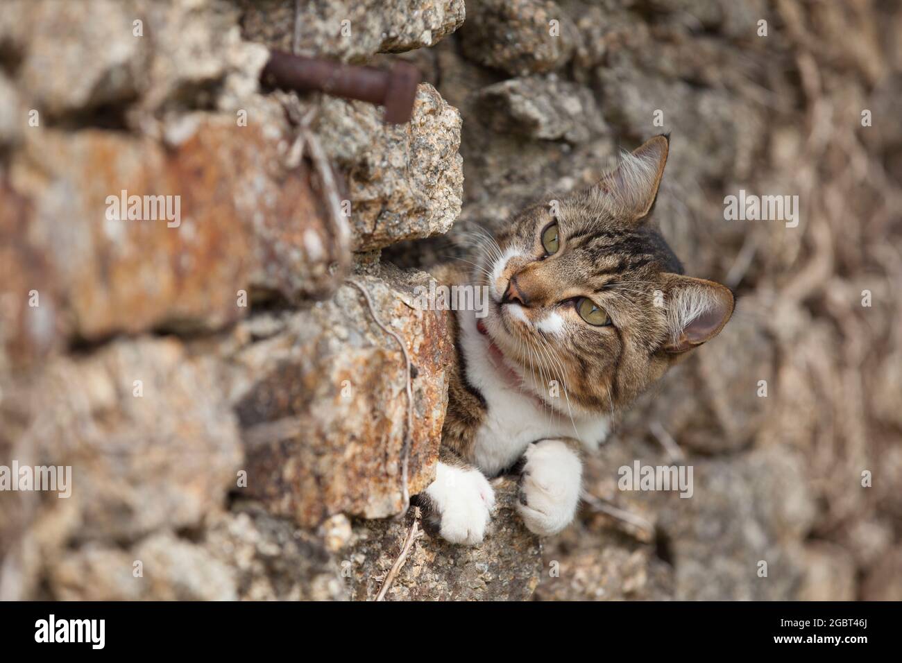 Getigerte Katze hat ein warmes Plätzchen in einer Steinmauer eines alten Schuppens gefunden. Von dort aus hat sie den Überblick und scheinbar is Stock Photo