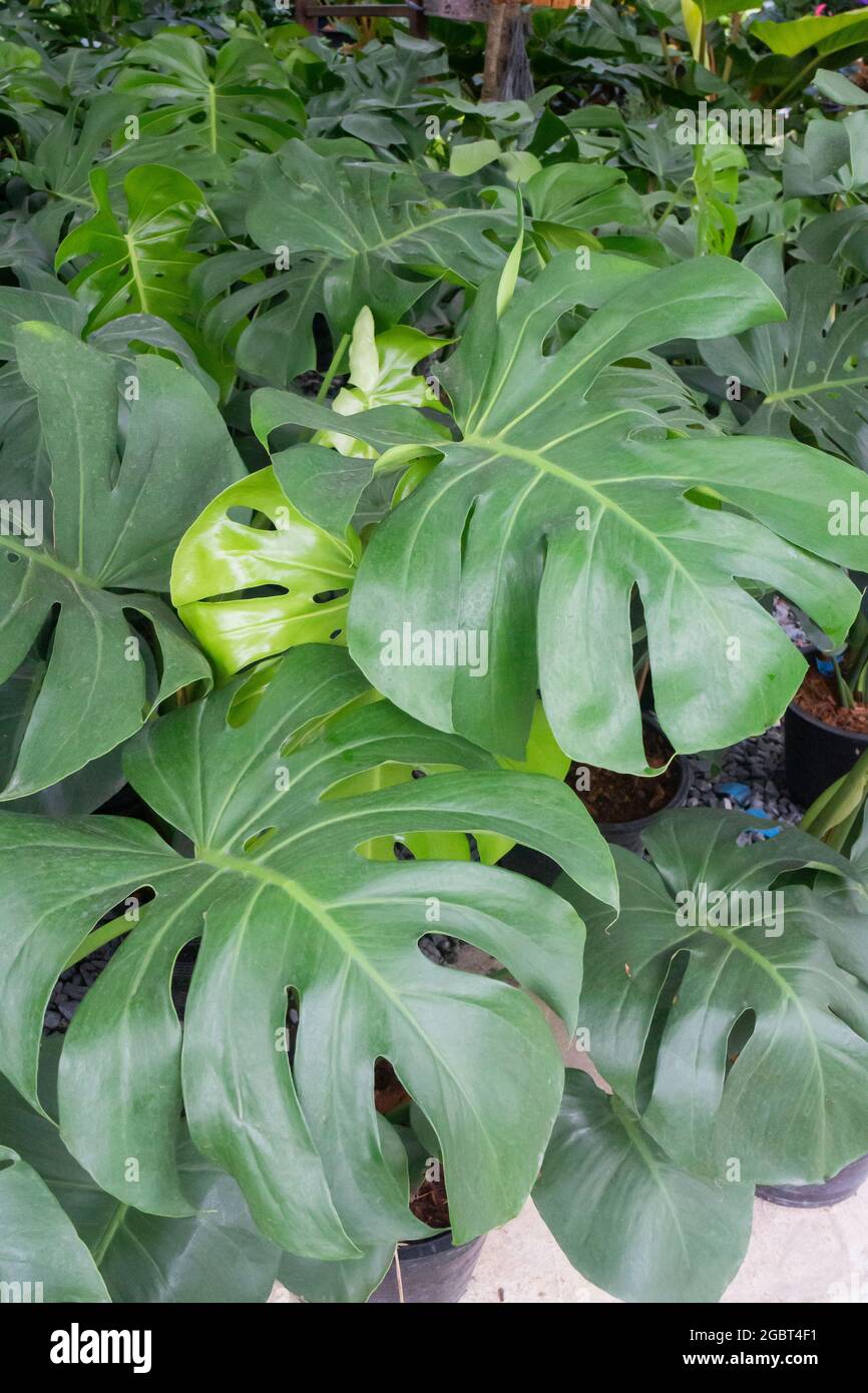 Monstera deliciosa or split-leaf philodendron in a pot, stock photo ...