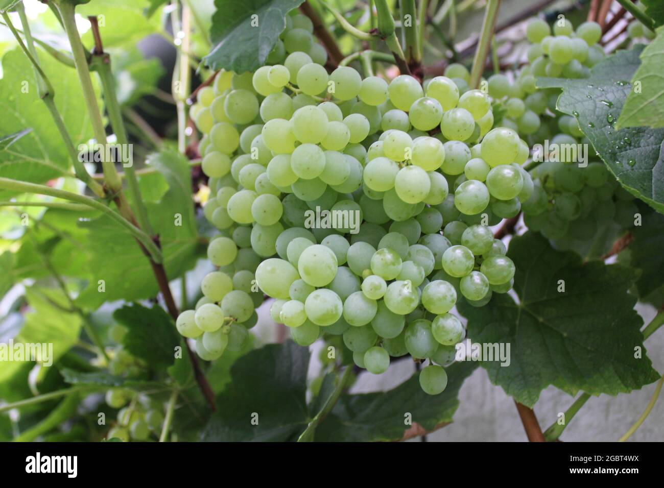 grapes in the garden Stock Photo - Alamy