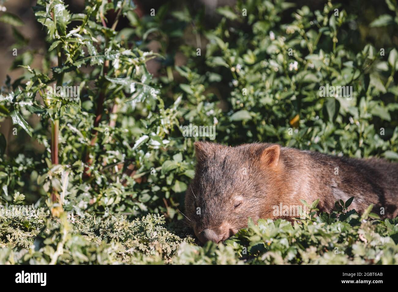 Common Wombat eating grass in a field Stock Photo - Alamy