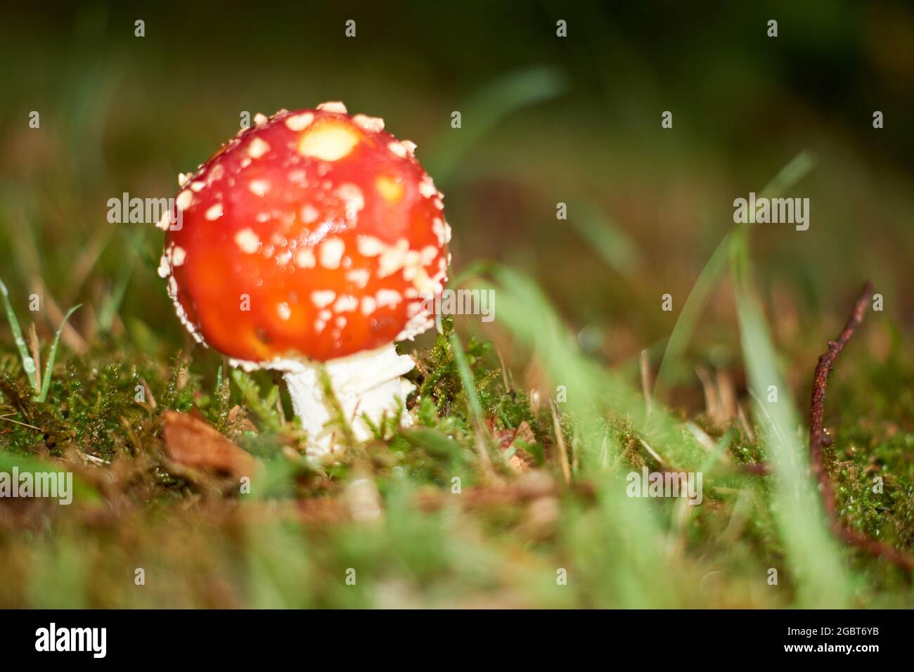 The Fly Agaric or Fly Amanita Amanita muscaria is now primarily famed for its hallucinogenic properties Stock Photo