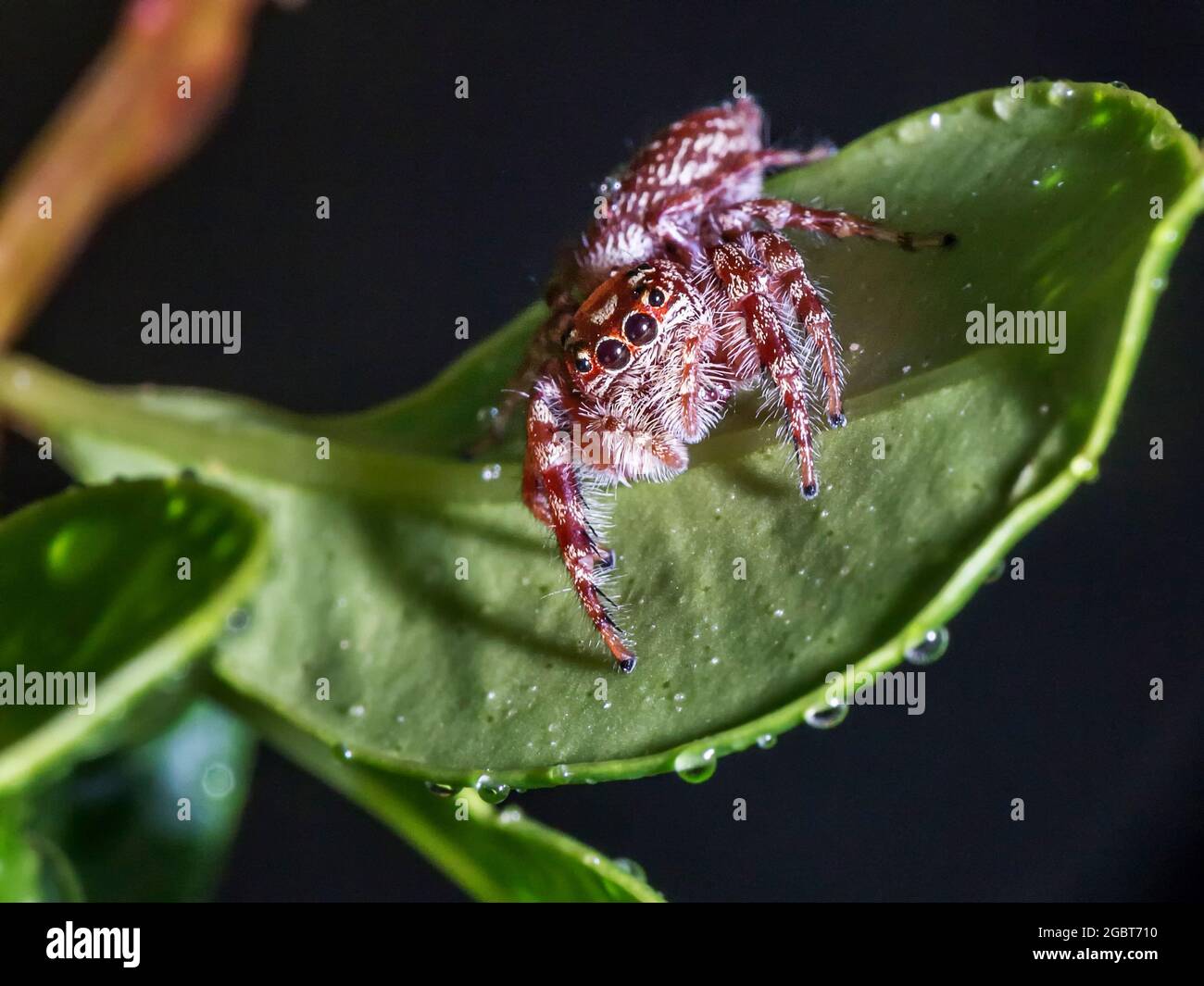 cute jumping spider on green leaf Stock Photo