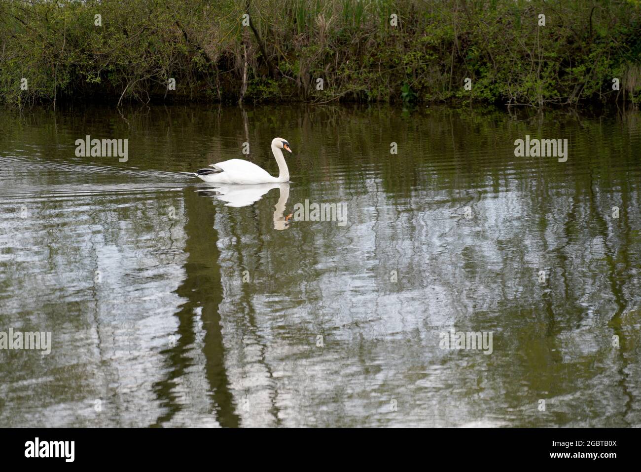 Beautiful white swan swimming in a pond with its reflection in the ...