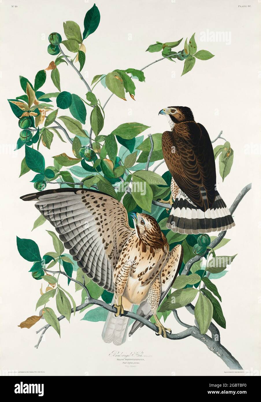 Vintage illustrationd birds of the USA Stock Photo