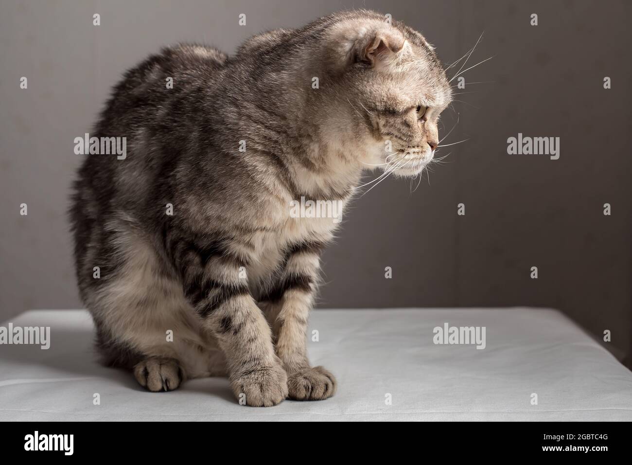 Bewildered Scottish Fold cat sits on a table and stares with interest. Stock Photo