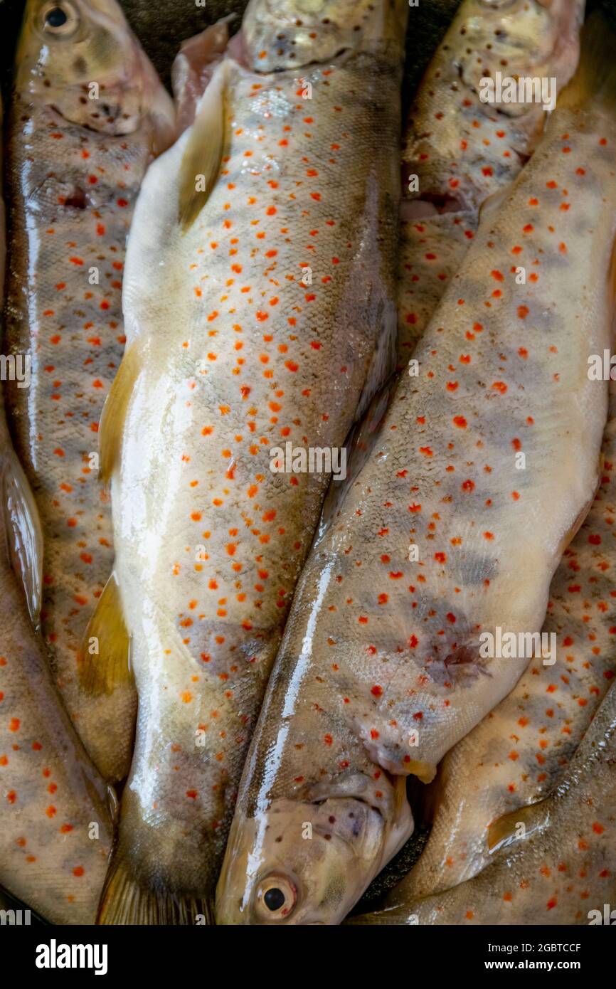 Close up of raw wild salmon trout, healthy eating ingredients Stock Photo Alamy