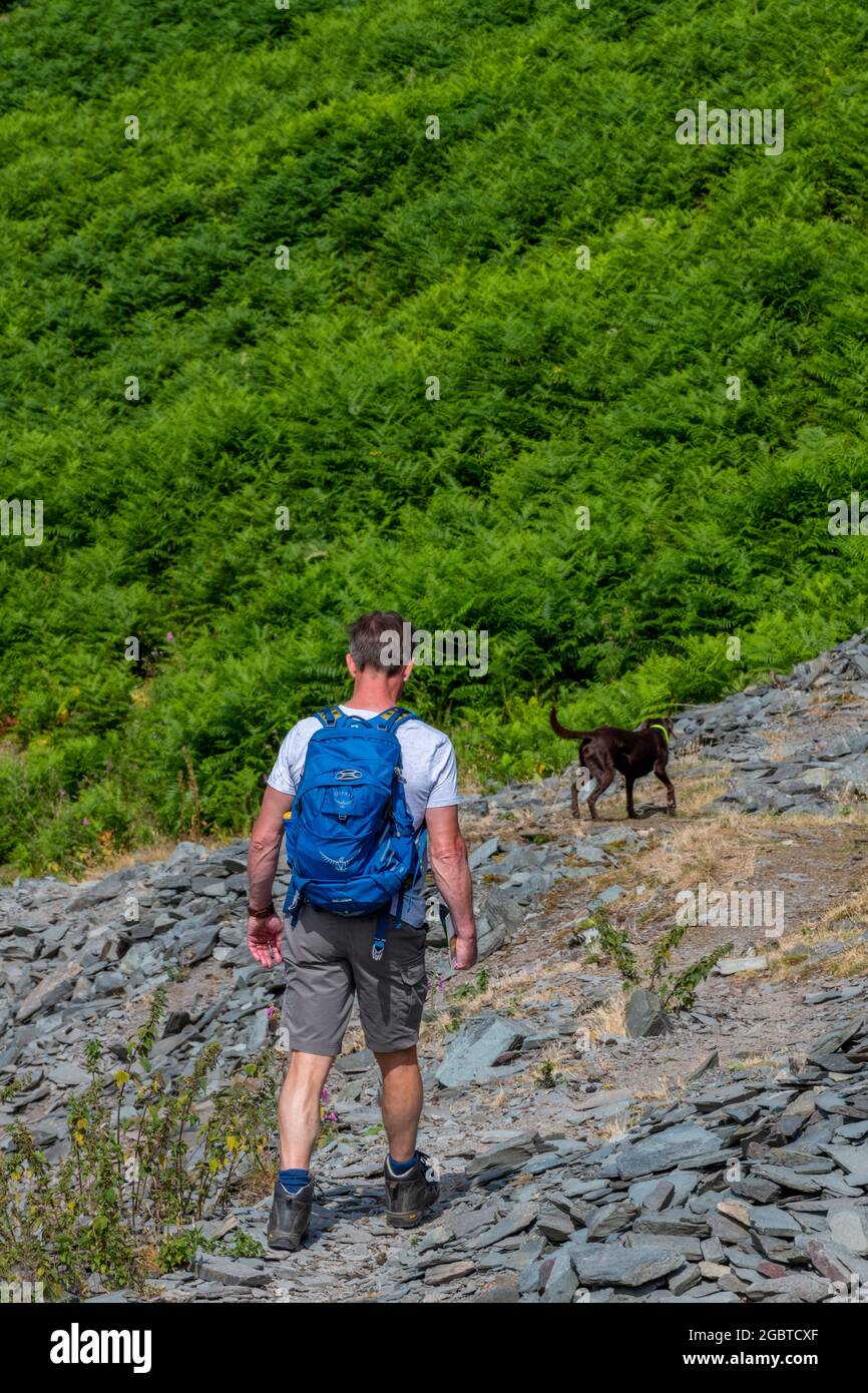 man walking his dog in the lake district national park. man wearing a rucksack, one man and his dog. Stock Photo