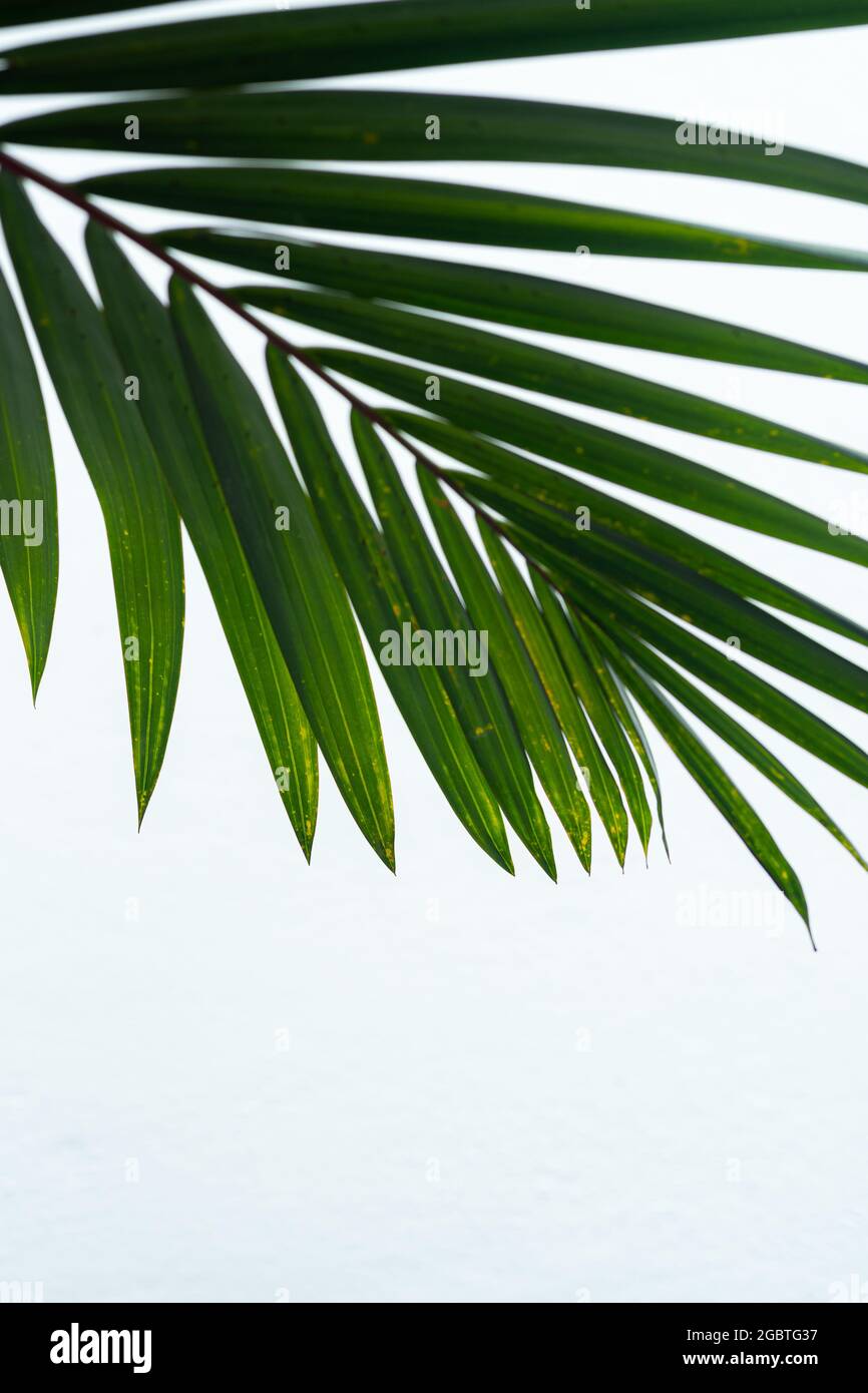 Green palm leaf texture on white background Stock Photo