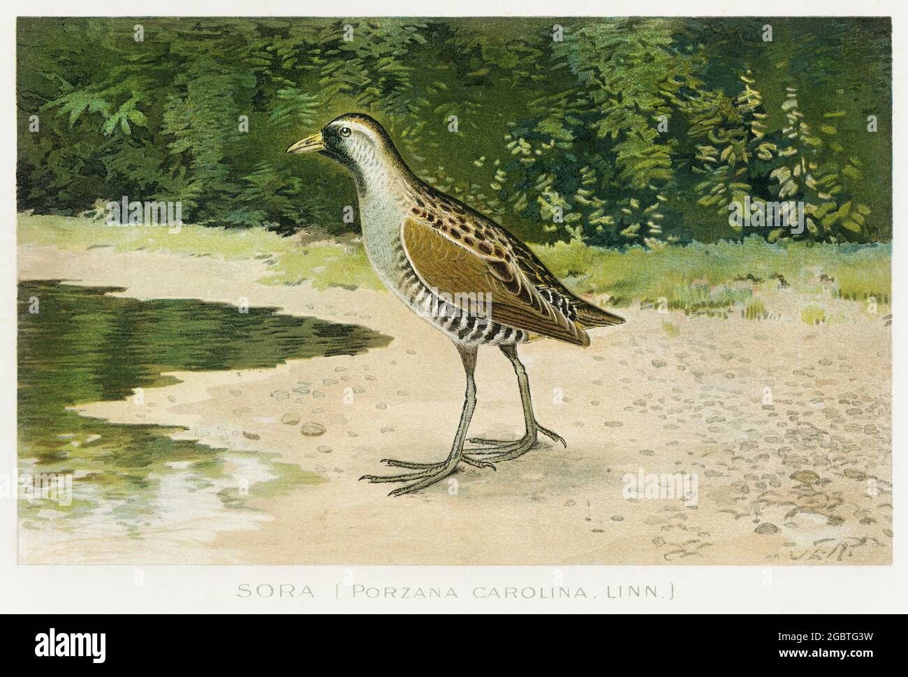 Vintage illustrationd birds of the USA Stock Photo