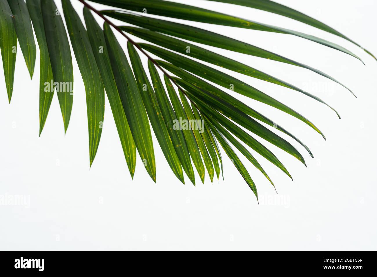 Green palm leaf texture on white background Stock Photo