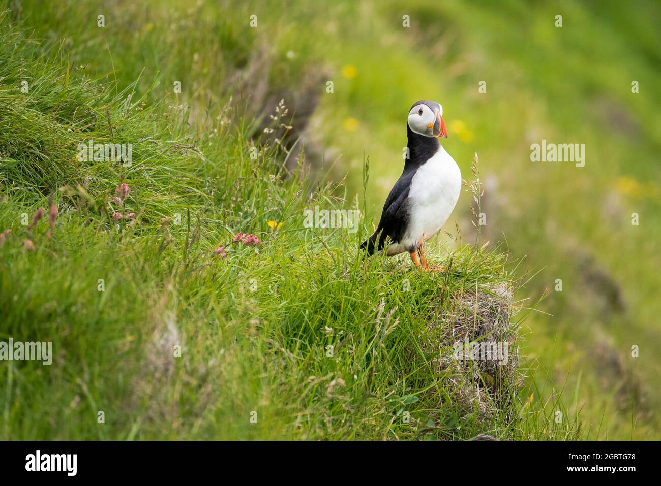 Close up of an atlantic puffin standing on the edge of a grassy cliff Stock Photo