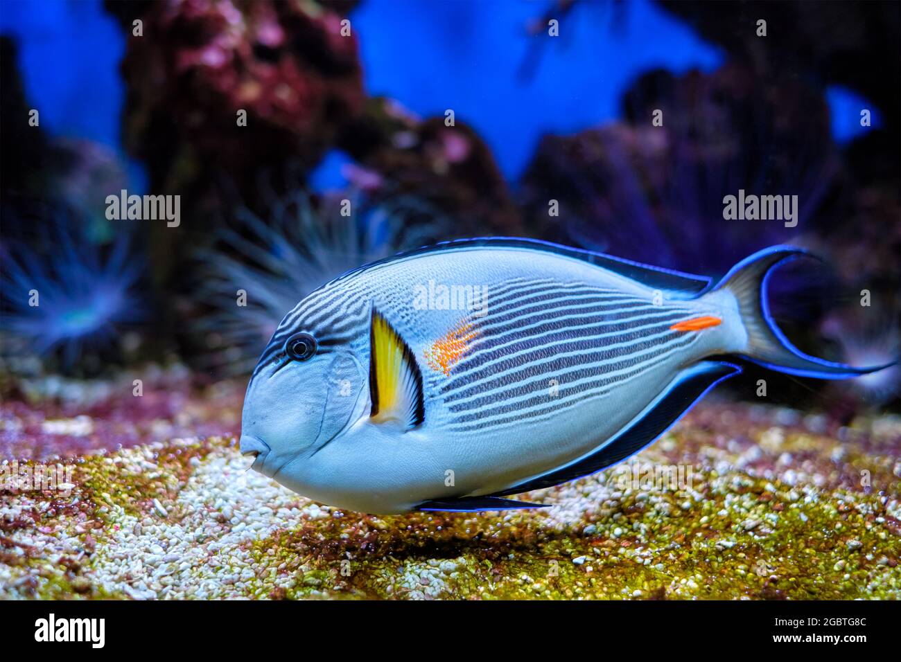 Fish sohal surgeonfish hi-res stock photography and images - Alamy