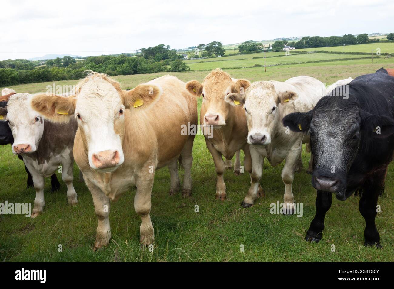 Curious, but timid, Welsh cattle / cows / livestock in a field UK Stock Photo