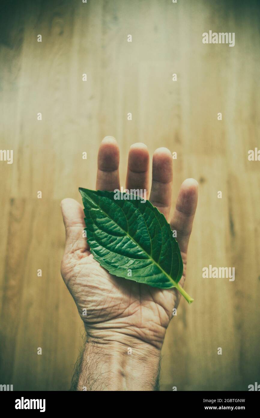 man hand holding a green leaf, environmental concern concept Stock Photo