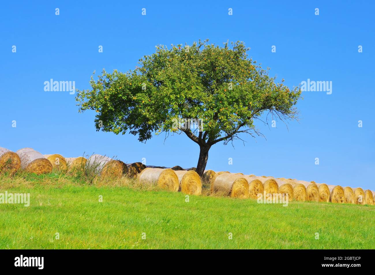 Tree in autumn on a meadow hi-res stock photography and images - Alamy