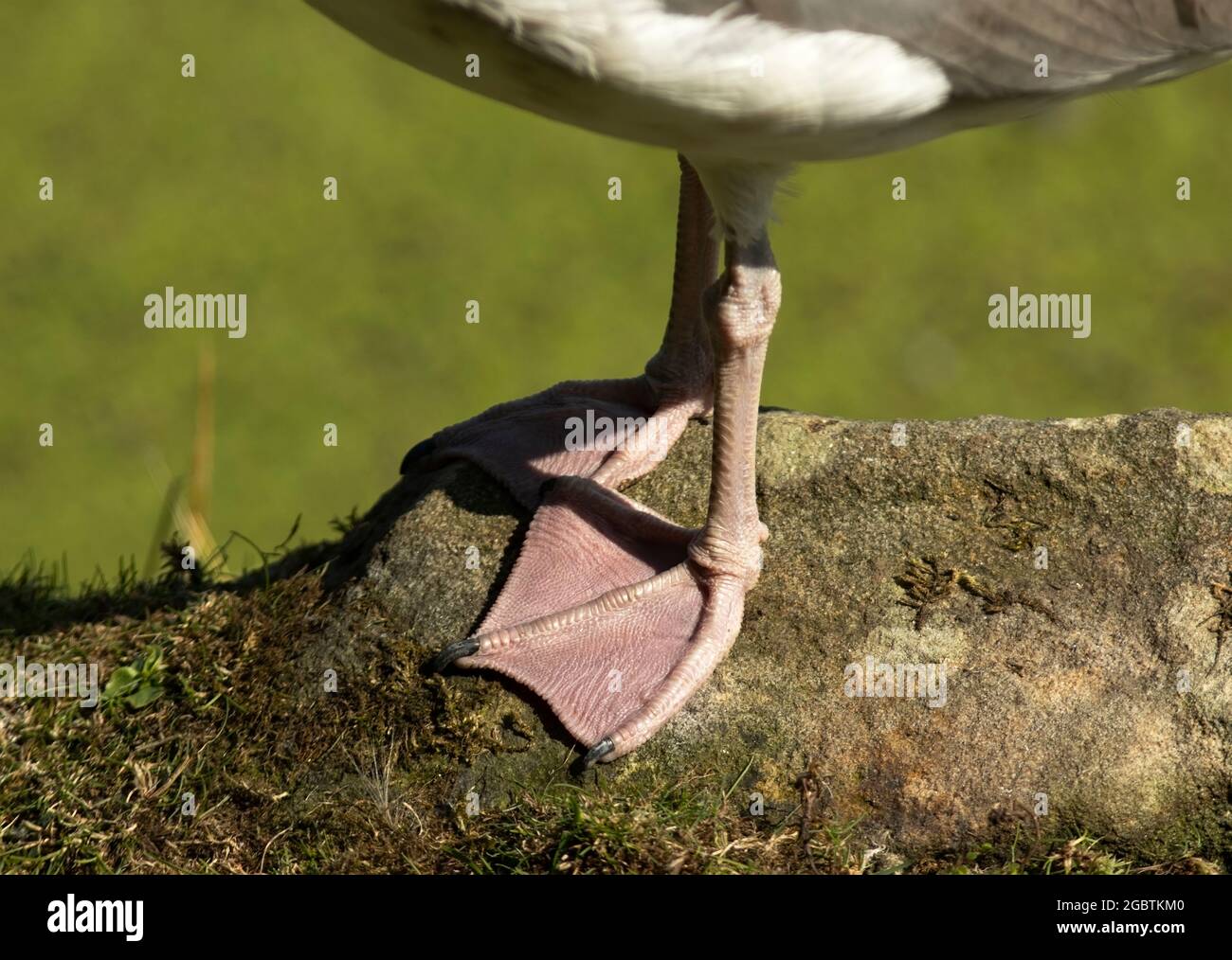 Ideally suited to swimming and paddling, the webbed feet of a Herring Gull show the skin surface area and texture. But it does limit their perching Stock Photo