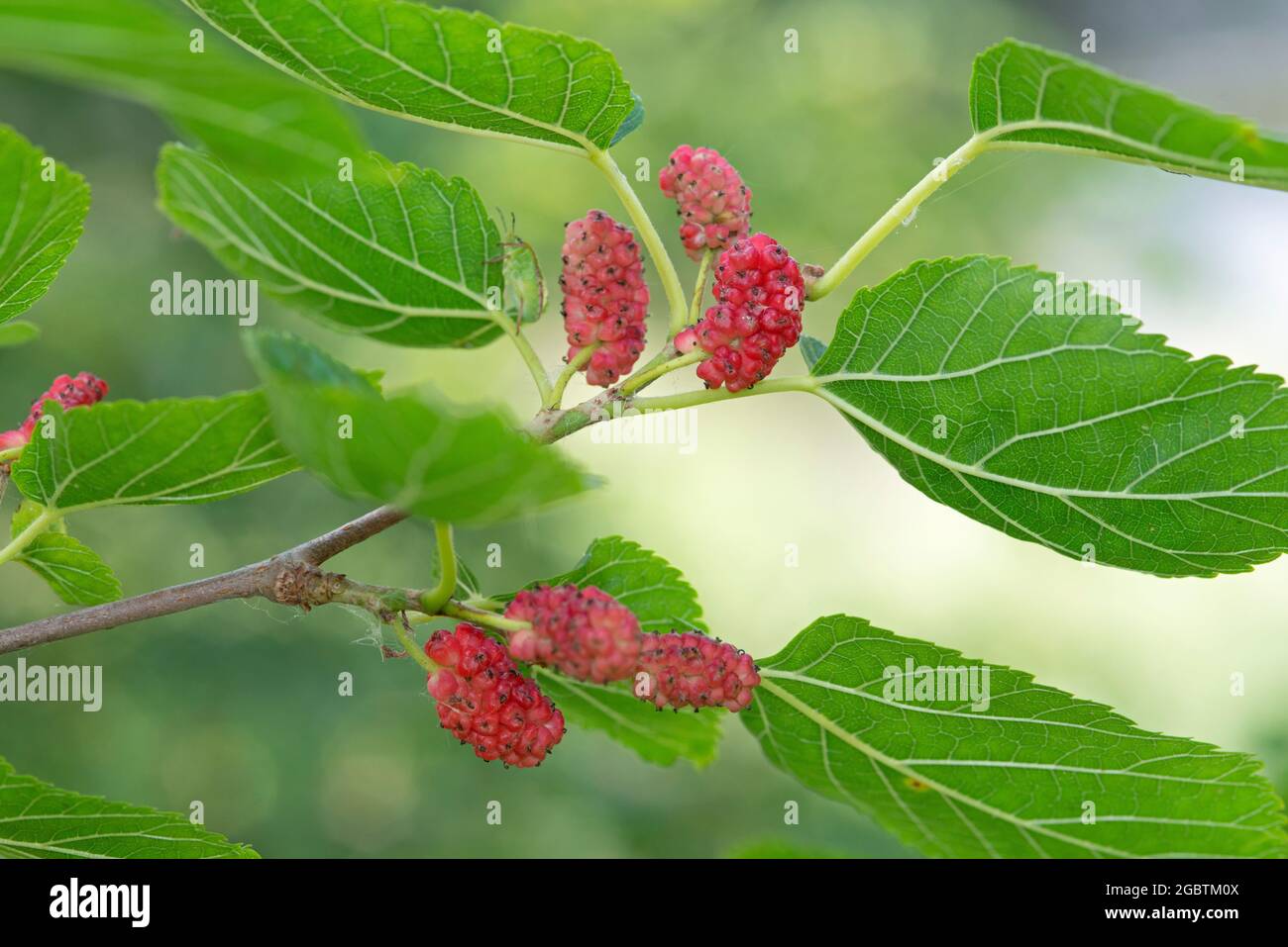 White Mulberry, Morus Alba, Fruit and Leaves Stock Photo