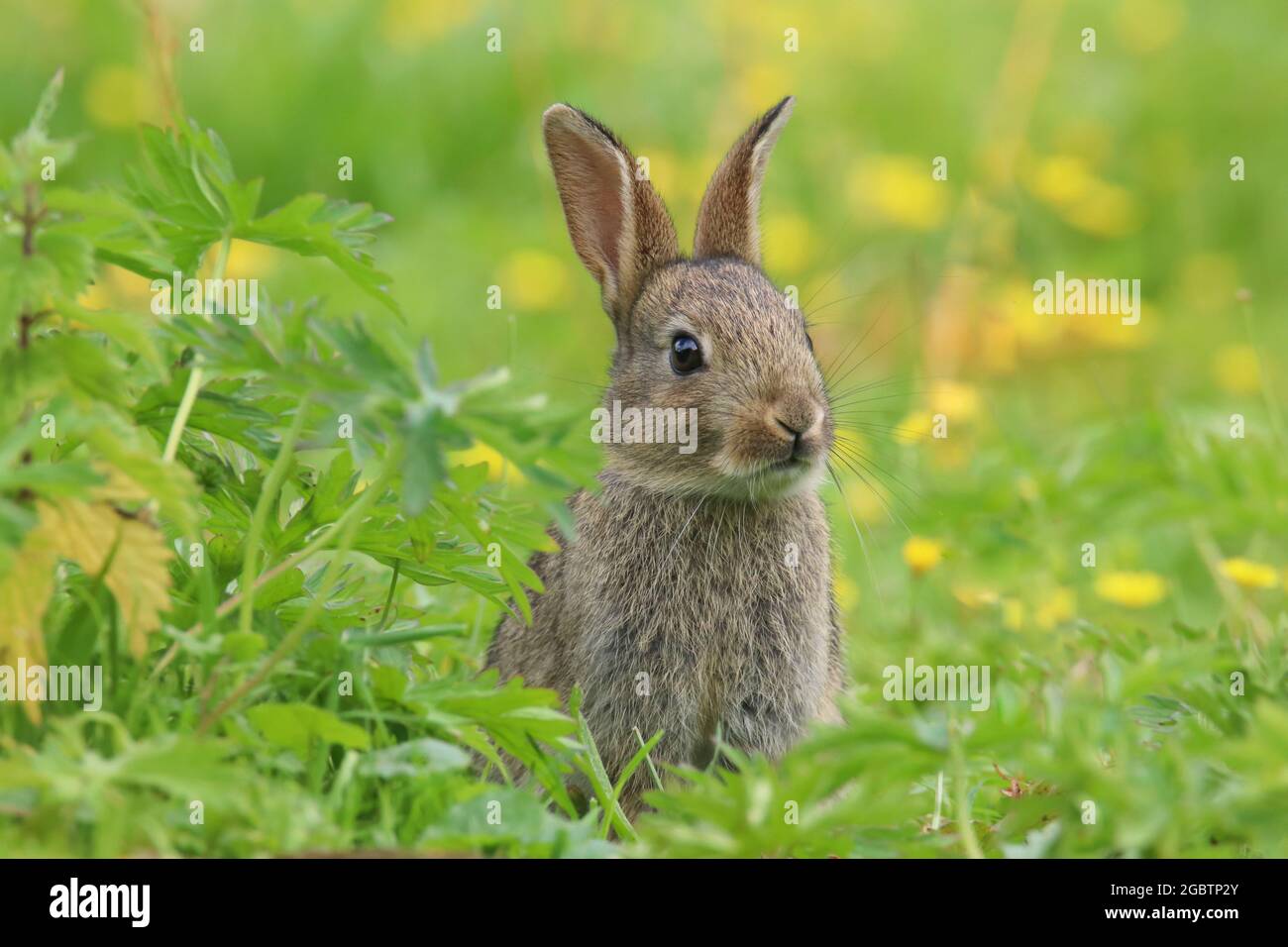 Baby Wild Rabbit (Oryctolagus cuniculus) sitting in a field Stock Photo ...