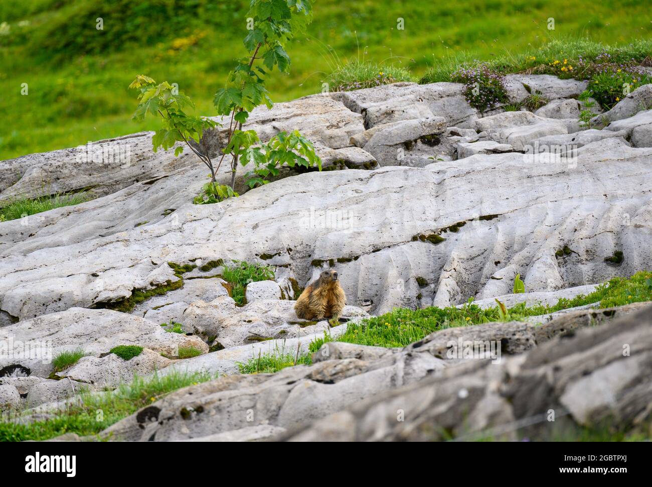 Alpine marmot (Marmota marmota) on rocks in the Bernese Alps Stock Photo