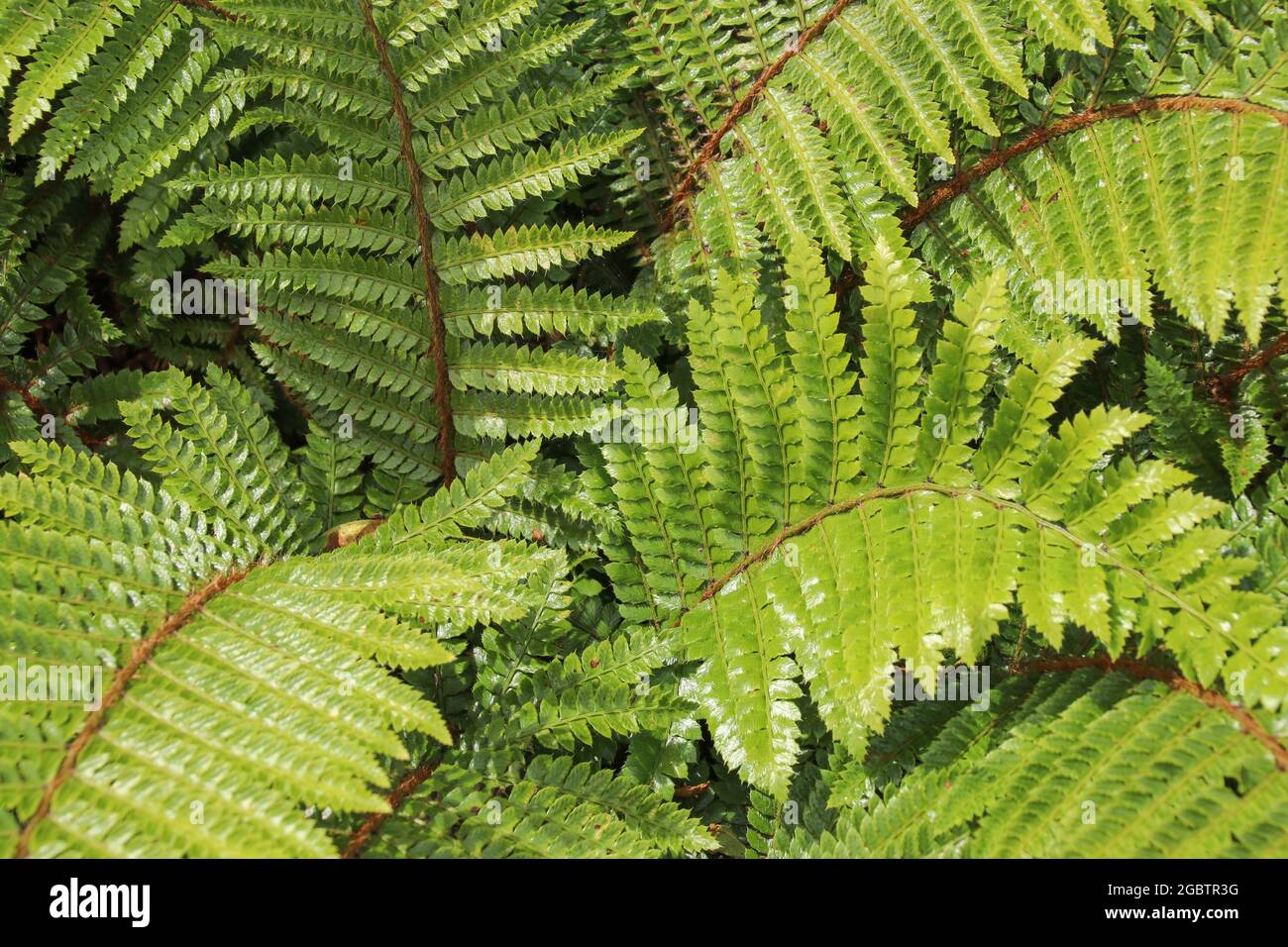 Top view green ferns hi-res stock photography and images - Alamy