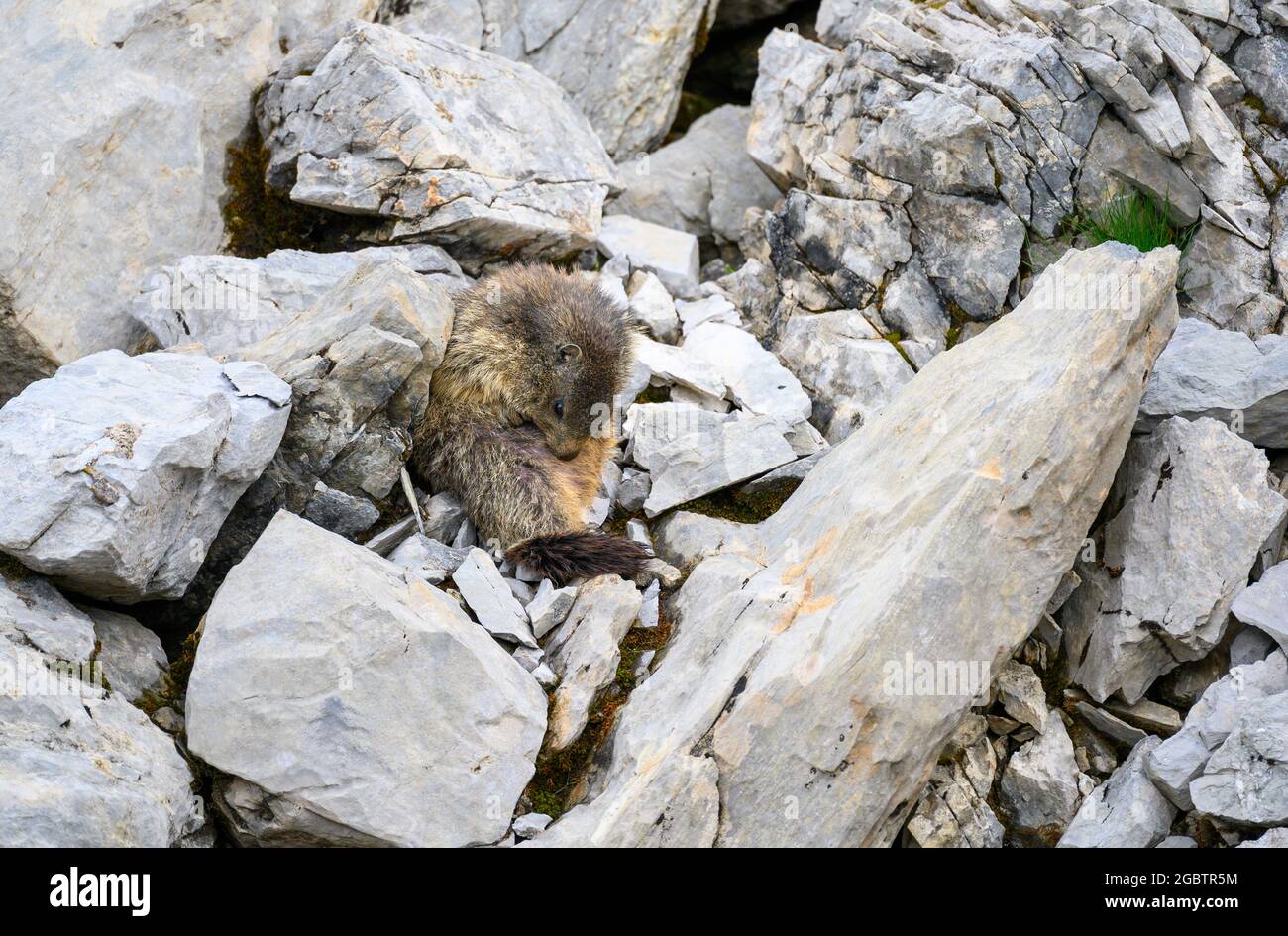 fur cleaning Alpine marmot (Marmota marmota) on rocks in the Bernese Alps Stock Photo