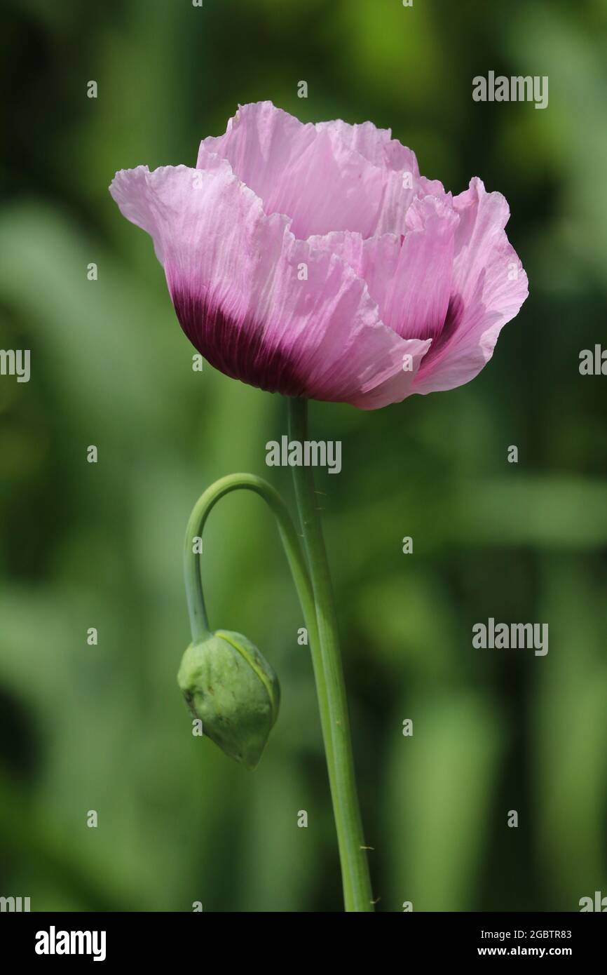 Close up of purple and lilac oriental poppy flower Stock Photo