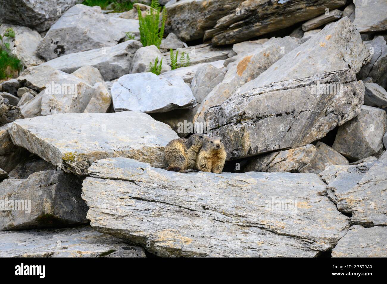 two cuddling alpine marmots on rocks in Berner Oberland Stock Photo