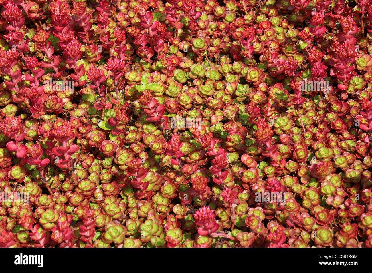 Close up of red Sedum Spurium plant. Stock Photo