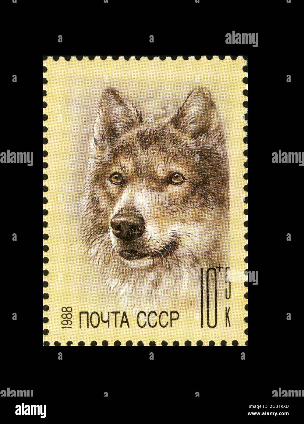 Wolf Mail High Resolution Stock Photography And Images Alamy