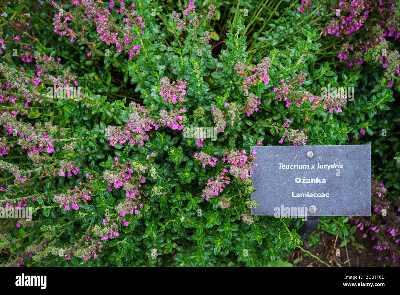 Teucrium lucydris plants, pink inflorescence. Medicinal herb. Stock Photo
