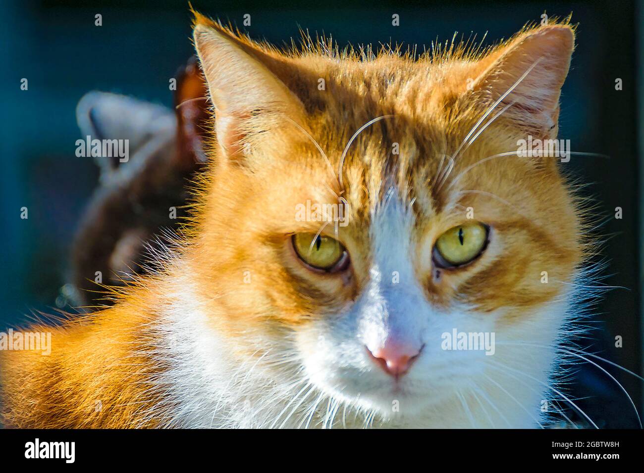 Orange and cheap white male cat