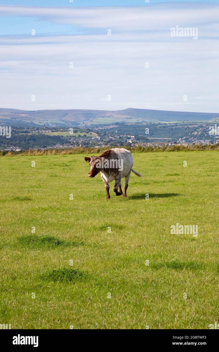 A single cow ambling across a field on an upland farm in West Yorkshire in summer with the Pennine mountain range in the background Stock Photo