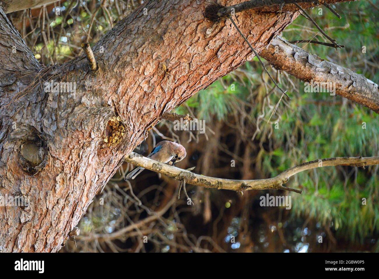 Eurasian jay (Garrulus glandarius) in the oldgrown pine forest of Feniglia, Tuscany Stock Photo
