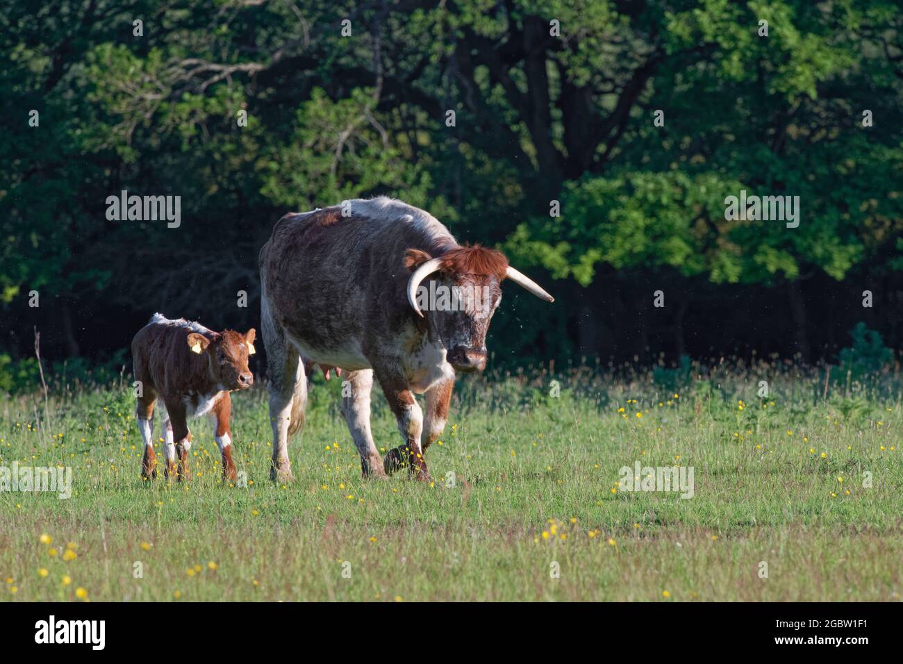 English longhorn hi-res stock photography and images - Alamy