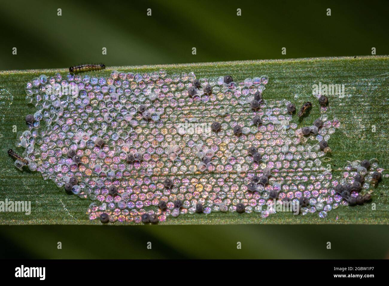 Minuscular hires stock photography and images Alamy