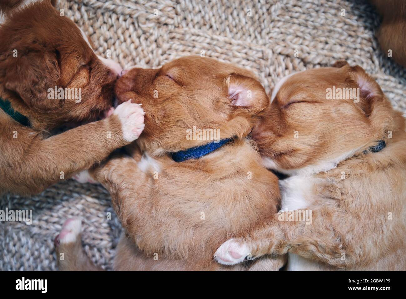 Cute dogs sleeping on blanket at home. Purebred puppy of Nova Scotia