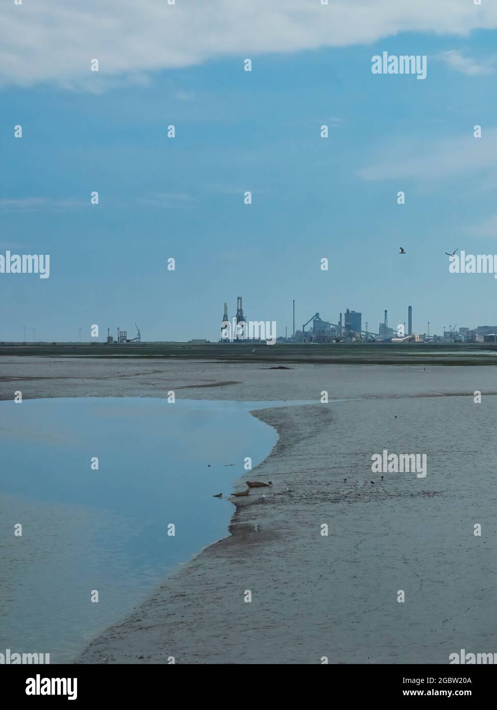 Industry and nature side by side with a seal family on mudflats by a glassy stream and gulls in the air ahead of an industrial horizon and a blue sky. Stock Photo