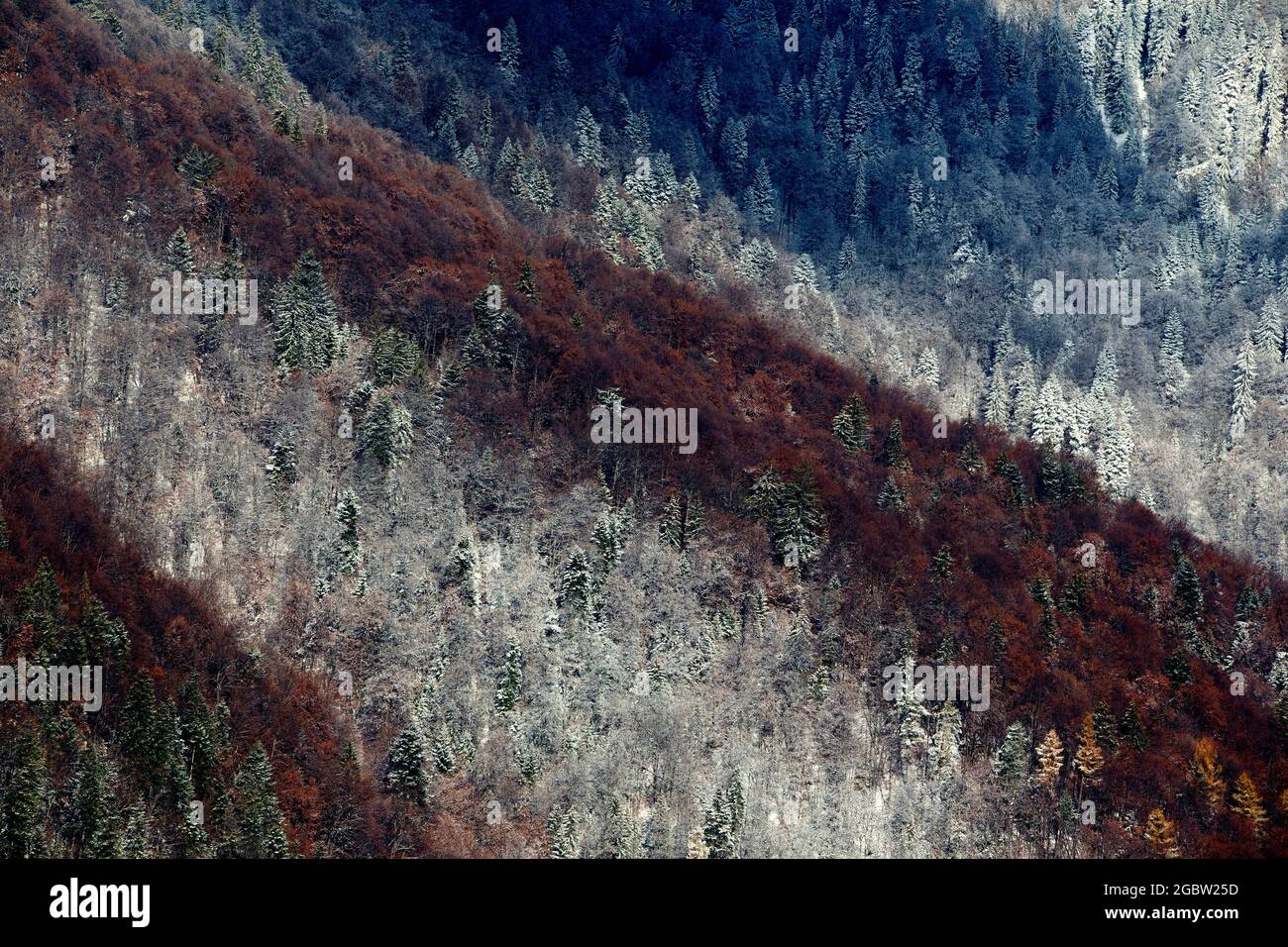 Colorful stripes of mixt forest Stock Photo