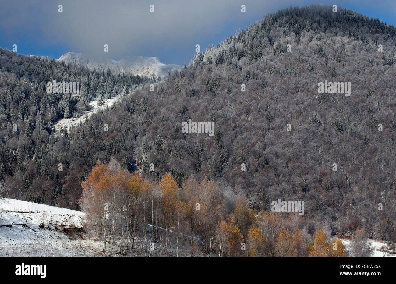 Pine forest in winter Stock Photo