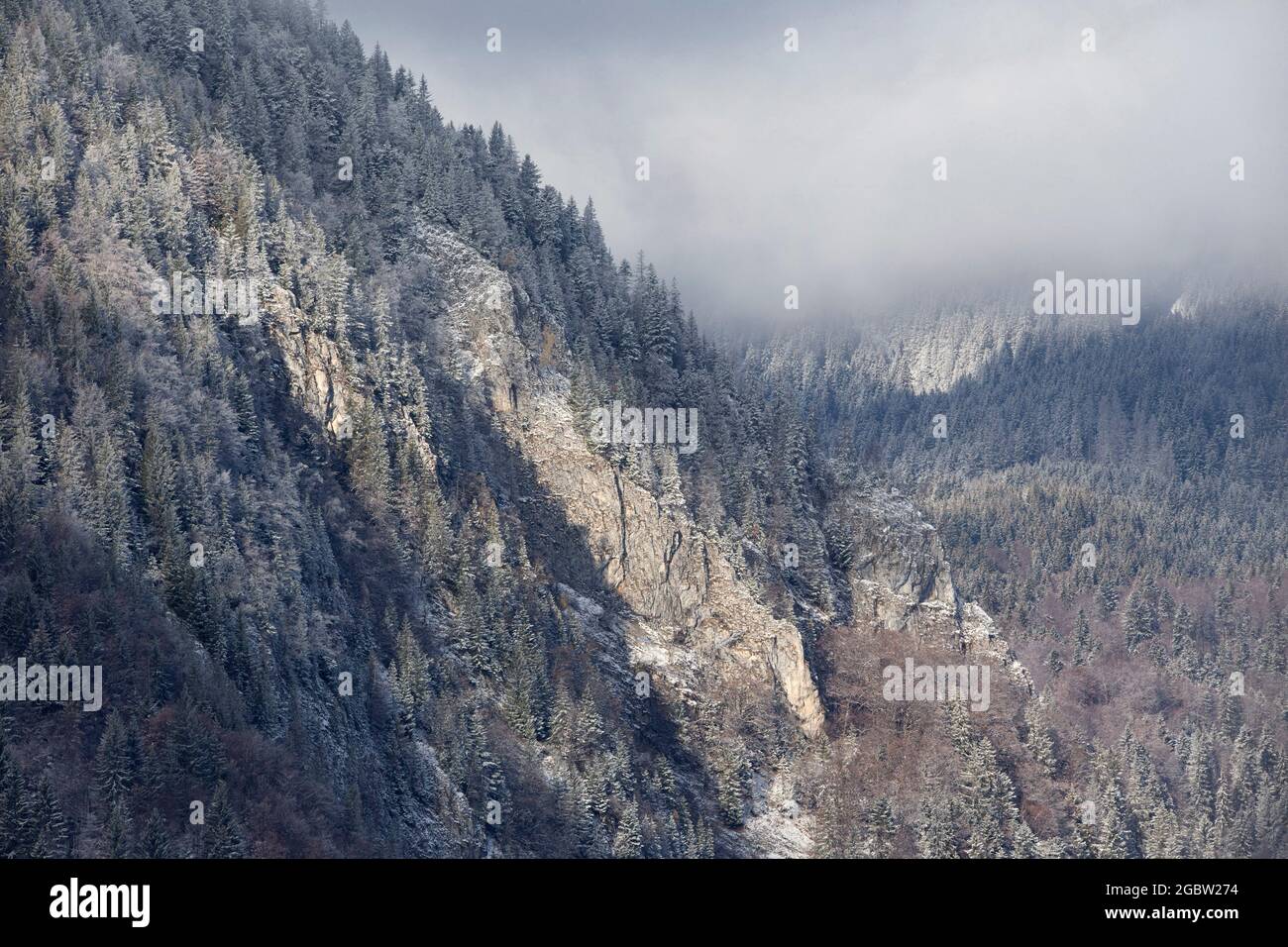 Pine forest in winter Stock Photo - Alamy