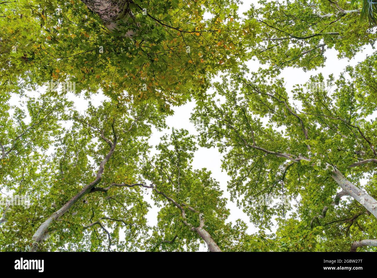 Branches of green plane trees against the sky Stock Photo
