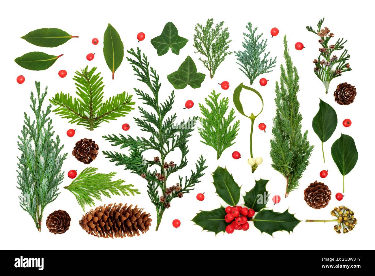 Winter greenery nature study with English, European flora, leaves, pine  cones, plants and loose holly berries. Natural seasonal composition. Flat  lay Stock Photo - Alamy