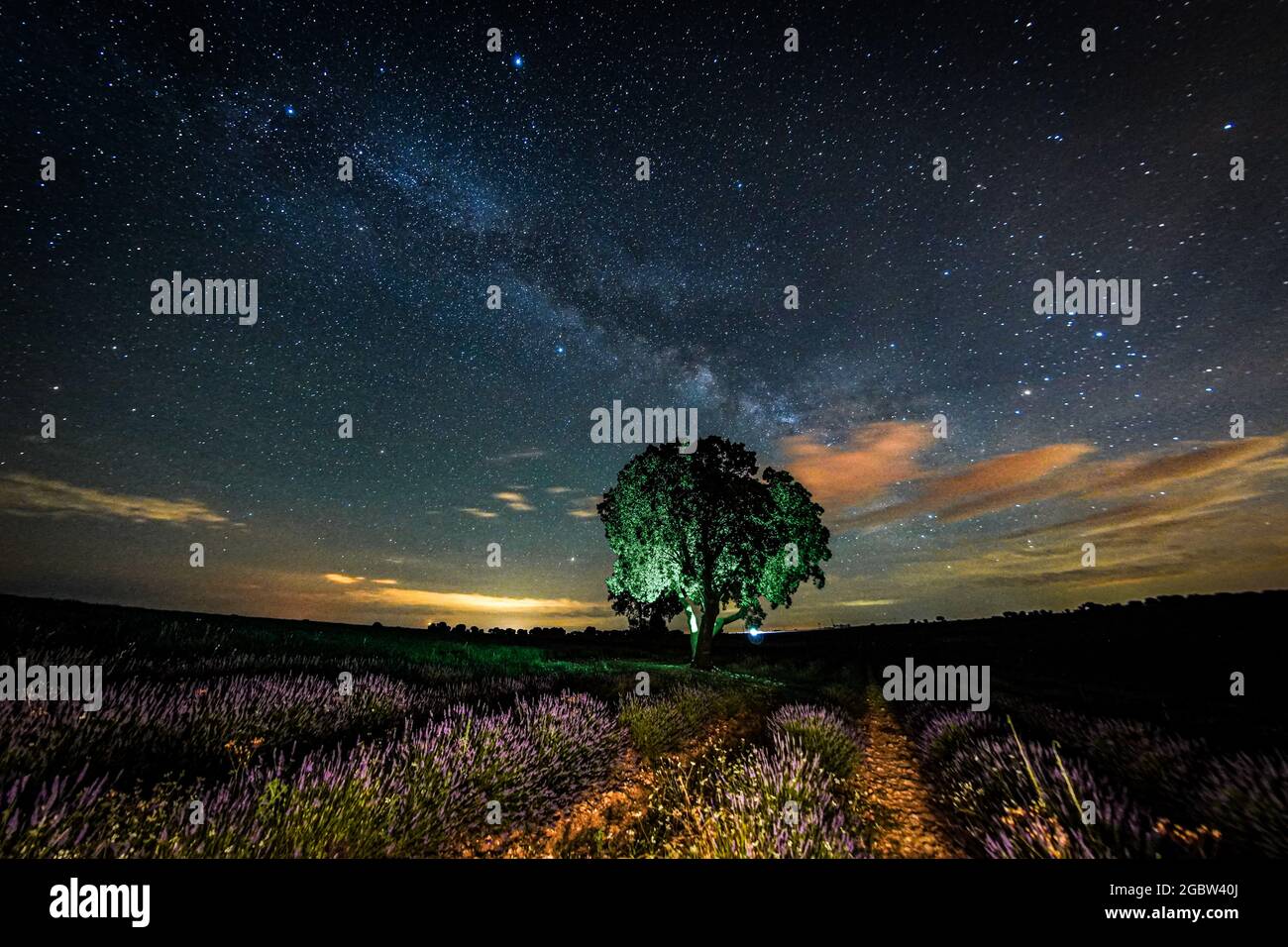 Green tree in the middle of a lavender field, with the milky way in the ...