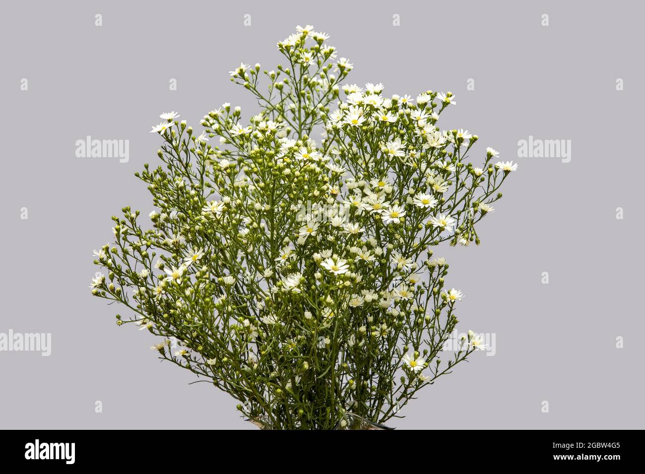 Closeup shot of a bouquet of white limonium china flowers Stock Photo