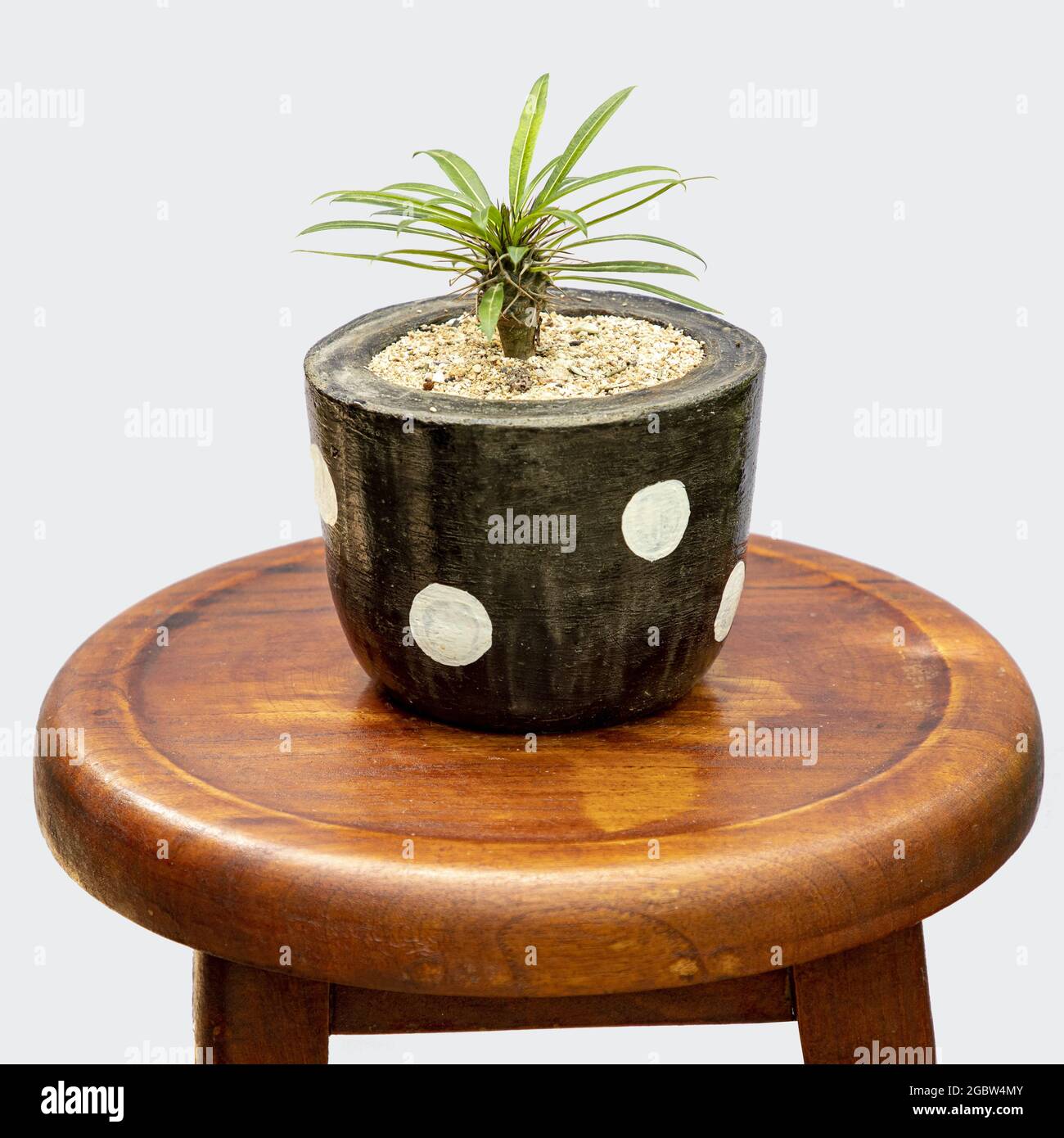 Closeup shot of a wind orchid plant in a clay pot on a wooden stool Stock Photo